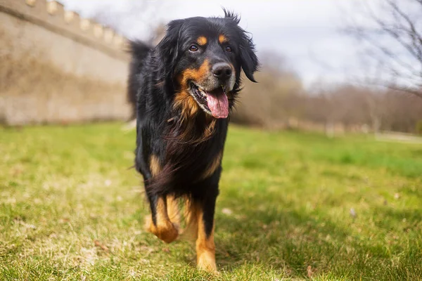 Hund Hovawart Guld Och Svart Glatt Jogga Parken — Stockfoto