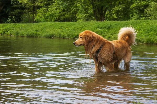 Hund Hovawart Guld Och Svart Titta Något Vattnet — Stockfoto