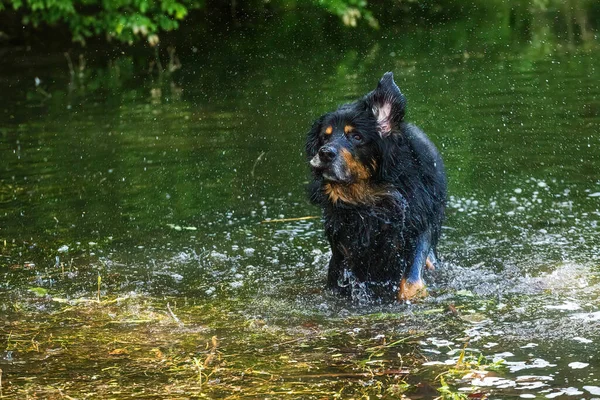 Hund Hovawart Guld Och Svart Han Skakar Vattnet Sig Själv — Stockfoto