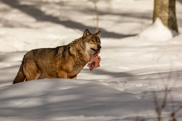 Lobo Macho Euroasiático Canis Lupus Lupus Nieve Profunda Llevando Pedazo —  Fotos de Stock