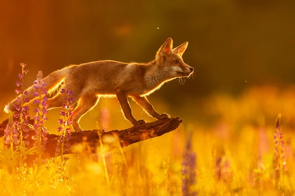 Cube Red Fox Vulpes Vulpes Curious Young Male Backlight Setting — Stock Photo, Image