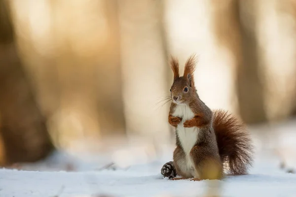 Cute Red Squirrel Sciurus Vulgaris Portrait Backlight Forest Snow — Stock Photo, Image
