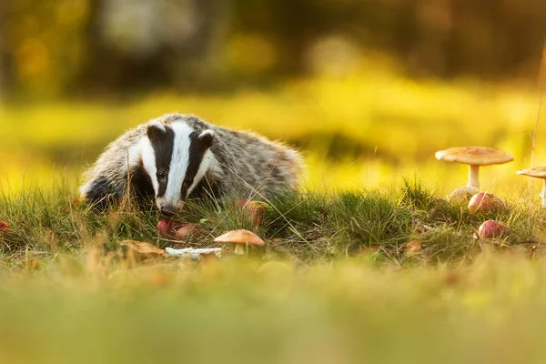 Vieux Blaireau Européen Meles Meles Recherche Nourriture Dans Herbe Lumière — Photo