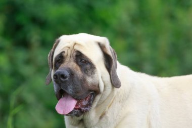 İngiliz Mastiff 'in bulanık arkaplanda yakın plan çekimi 