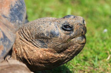 close up of turtle at wild nature