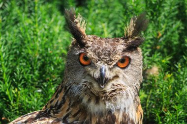 Kartal baykuşunun yakın plan portresi