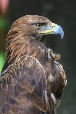 Altın kartal yakın plan portresi 