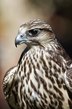 Saker Falcon, yakın plan portre