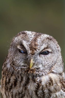 Kuş, hayvan, baykuş, yaklaşın.