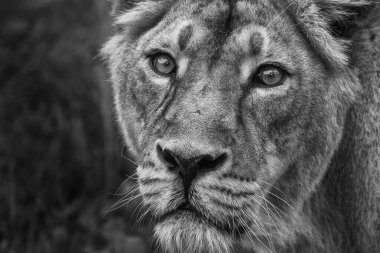 Dişi aslan başı, vahşi doğaya yakın çekim. 