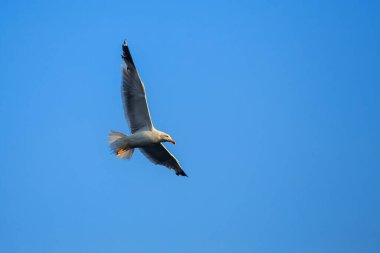 Hayvan kuş martısı uçuyor