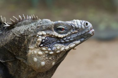 Hayvanat bahçesindeki kertenkele, yakın plan.