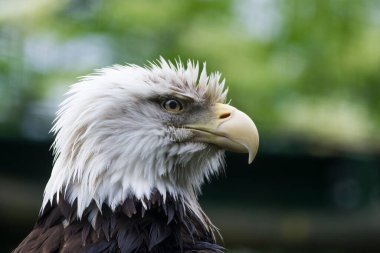 Kel kartal portresi, gündüz fotoğrafı. 