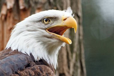 Bald eagle portrait, daytime shot 