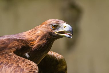 Altın kartal, yakın plan, bulanık arkaplan.