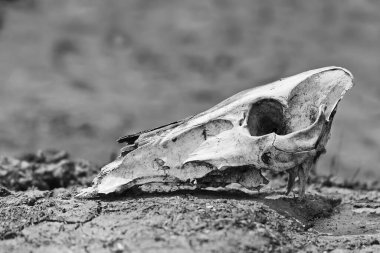 Çölde hayvan kafatası