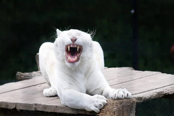 Tigre Blanco Bostezando Sobre Fondo Oscuro — Foto de Stock