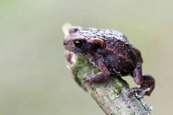 Jeune Crapaud Commun Gros Plan — Photo