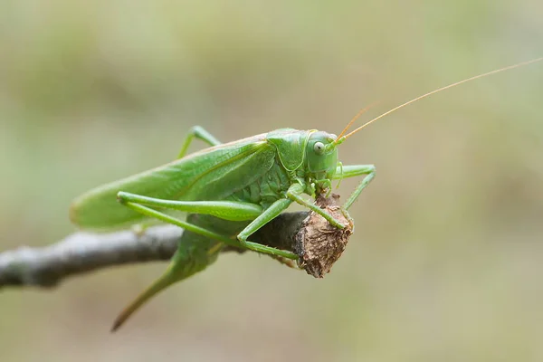 Grasshopper Branch Closeup Shot — Stock Photo, Image