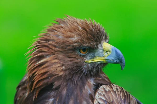 Golden Eagle Closeup Daytime — Stock Photo, Image