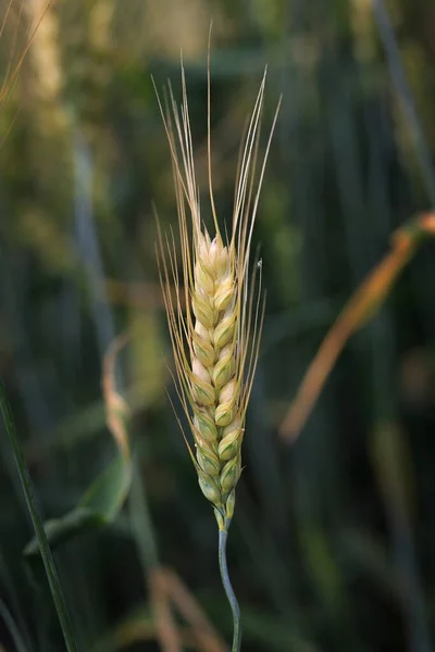 Primer Plano Campo Trigo — Foto de Stock