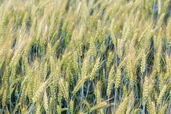 Buğday Tarlası Tarım Doğa — Stok fotoğraf