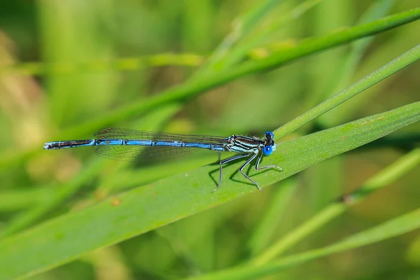 Close Van Libelle Wazige Achtergrond — Stockfoto