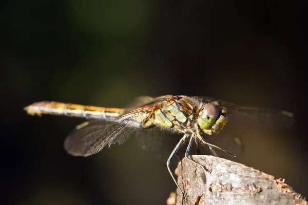 Nahaufnahme Einer Libelle Auf Verschwommenem Hintergrund — Stockfoto