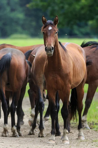 Paarden Een Veld Overdag — Stockfoto