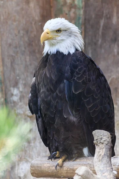 Bald Eagle Portrait Daytime Shot — Stock Photo, Image