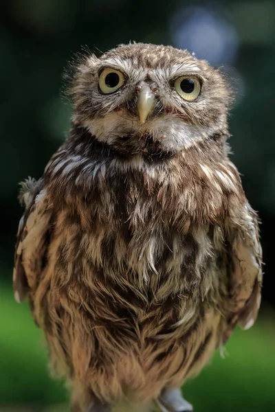 Bird Screech Owl Close — Fotografia de Stock