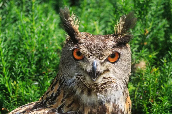 Kartal baykuşunun yakın plan portresi