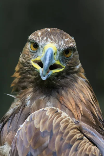 Golden Eagle Closeup Portrait — Stock Photo, Image