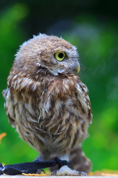 Bird Screech Owl Close — Foto de Stock