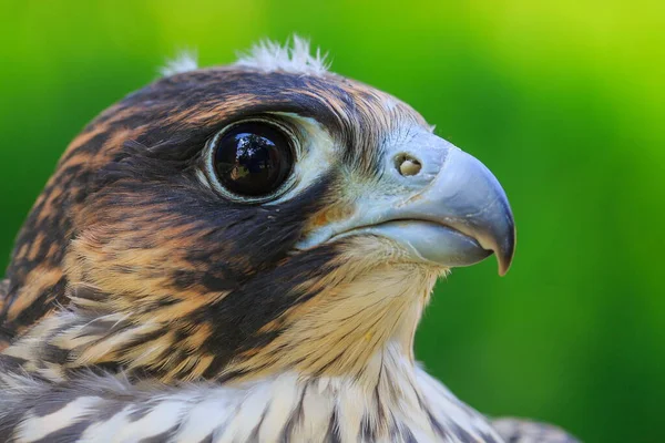 Saker Falcon Closeup Portrait — Stock Photo, Image