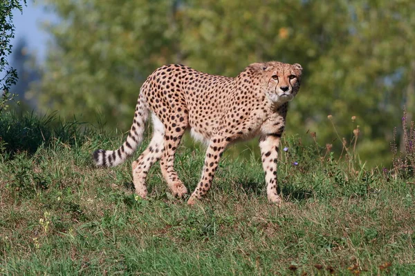 Guepardo Adulto Acinonyx Jubatus Retrato Naturaleza Salvaje — Foto de Stock