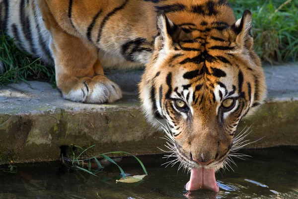 Portrait Adult Tiger Zoo Daytime — Stock Photo, Image