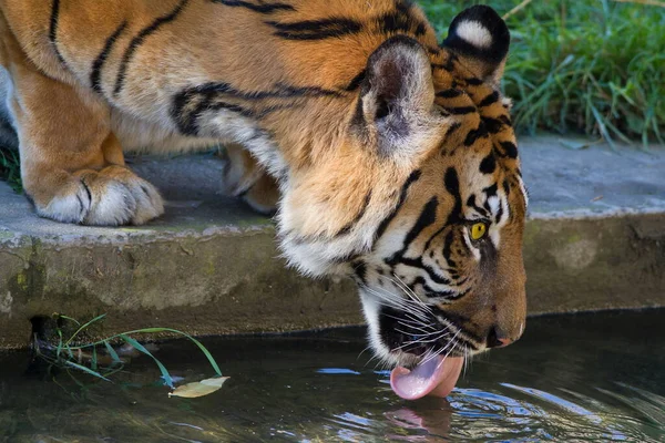 Retrato Tigre Adulto Zoológico Durante Dia — Fotografia de Stock