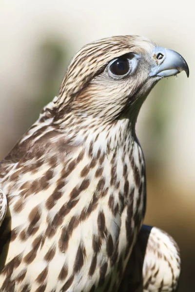 Saker Falcon Retrato Primer Plano —  Fotos de Stock