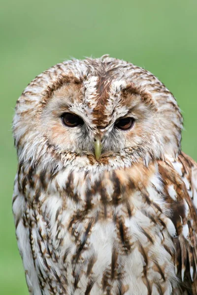 Bird Tawny Owl Close — Foto de Stock