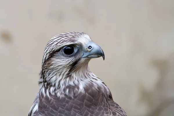 Saker Falcon Close Portret — Stockfoto