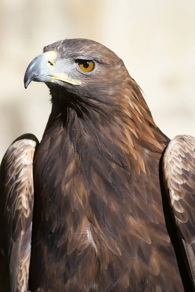 Golden Eagle Closeup Portrait — Stock Photo, Image