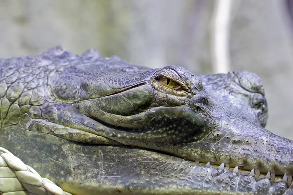 Ινδική Gharial Πορτρέτο Στην Άγρια Φύση — Φωτογραφία Αρχείου