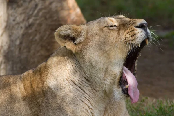 ライオンの頭 野生の自然で撮影されたクローズアップ — ストック写真