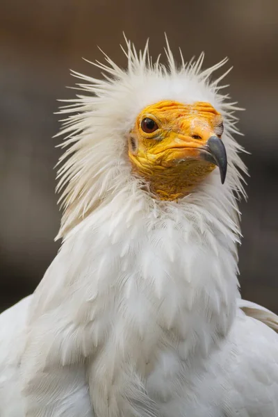 Vulture Portrait Wild Nature — ストック写真