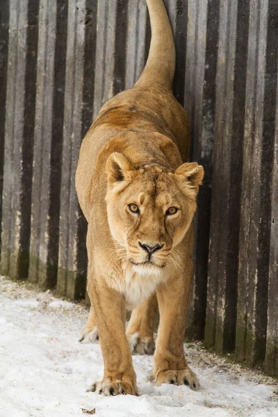 Lioness, Panthera leo, on the snow