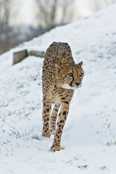 Adult Cheetah Acinonyx Jubatus Wild — Stockfoto