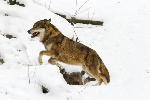 Männlicher Wolf Schnee Winterschuss — Stockfoto