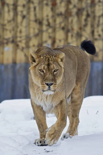 Lioness, Panthera leo, on the snow