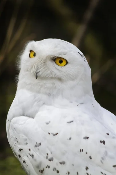Bird Snowy Owl Close — Stok fotoğraf